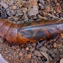 Pupating Oleander Hawk Moth (Day 14)
