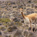 Vicuña