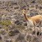 Vicuña