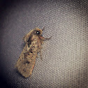 Armyworm
