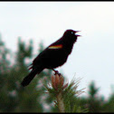 Red-winged Blackbird