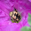 Flower Chaffer