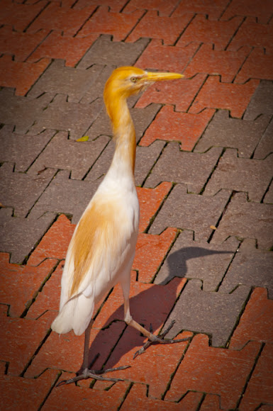 Spotting Image 1