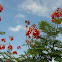 Mexican bird of paradise