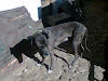 Mastin En Venta Perro Guardian