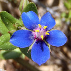 Pimpinela escarlata (forma azurea)