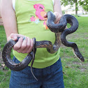 Black ratsnake