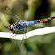 Yellow-tailed Ashy Skimmer (male)