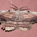 Common Lytrosis