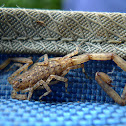 Spotted House Scorpion
