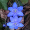 Hepatica