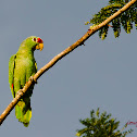 Red lored parrot