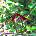 Red Grasshawk