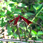 Red Grasshawk
