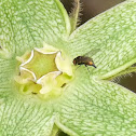 Fly