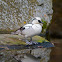 Smew ♂