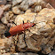 Soldier beetle