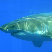 Sharks of the Southwest