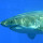 Sharks of the Southwest