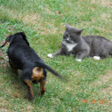 Dog and cat