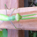 Praying Mantis