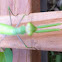 Praying Mantis