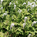 Gooseneck Loosestrife