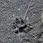 Mountain Lion