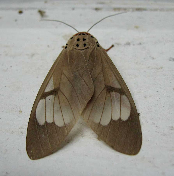Spotting Image 1