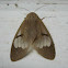 Brown Tiger Moth
