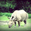 Rhino