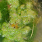 Eastern Amberwing Dragonflies (mating)
