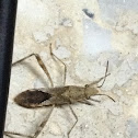 Nariscus