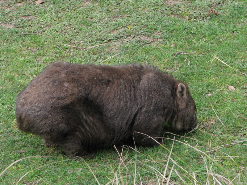 Common Wombat