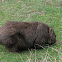 Common Wombat