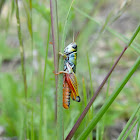 Grasshopper
