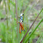 Grasshopper