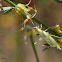 Snowy Tree Cricket