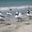 Royal Tern