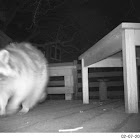 Raccoon
