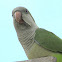 Monk Parakeet