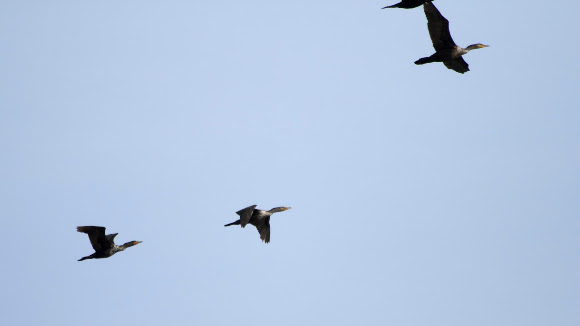 Spotting Image 1