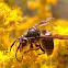 Northern Paper Wasp
