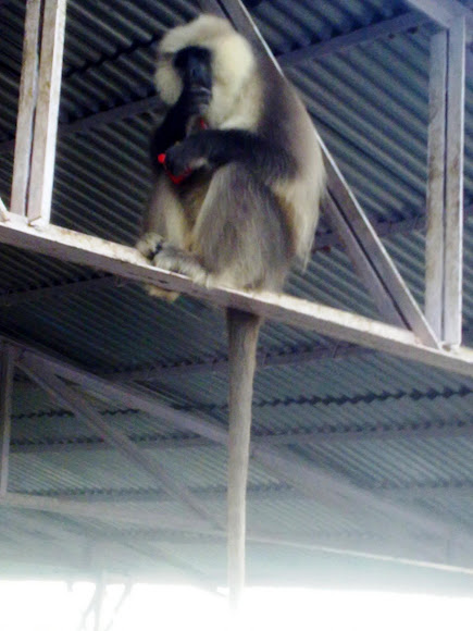 Spotting Image 1