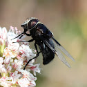 Bee Fly