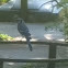 Blue Jay