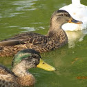 Mallard Duck
