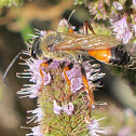Digger wasp