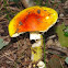 Caesar's Mushroom