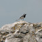 White wagtail
